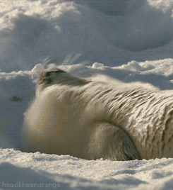 (GIF: GIPHY)